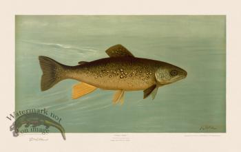 Splake or Hybrid Trout